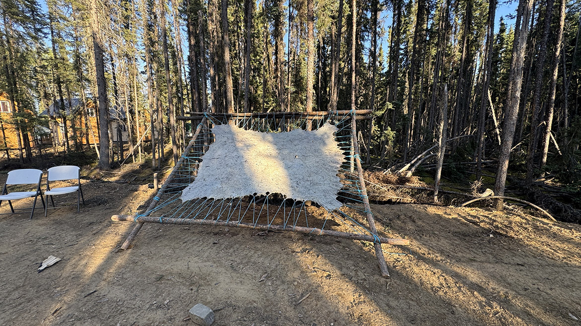 Animal skin stretched on a large wooden frame in the forest.